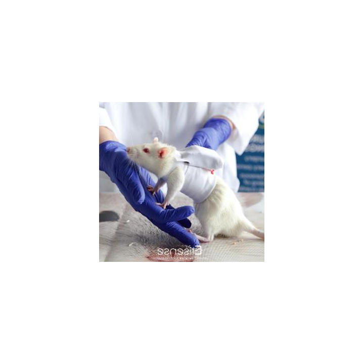 Veste DECRO pour Rat
