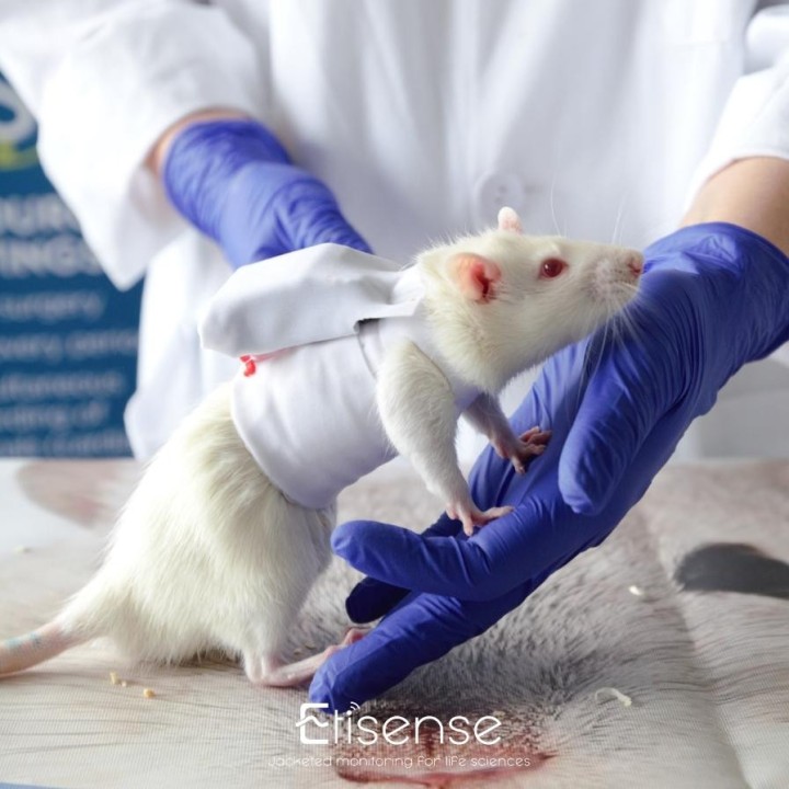 Electrodes pour système de télémétrie DECRO pour Rat