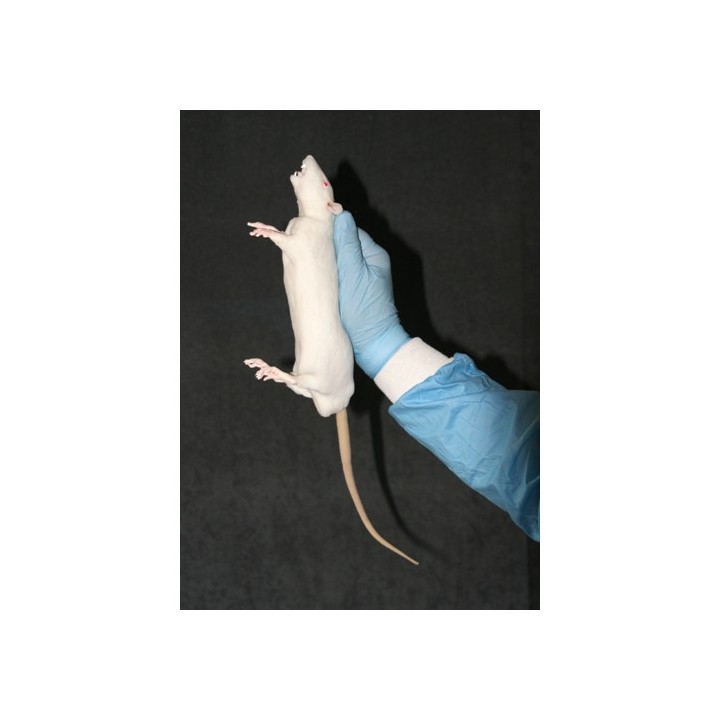 Modèle d'imitation de rat