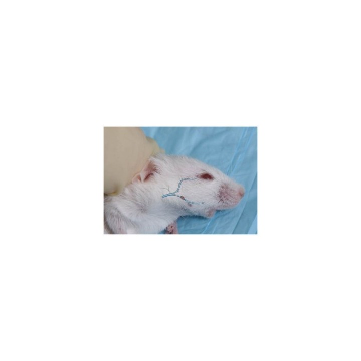 Lancette pour animaux GoldenRod