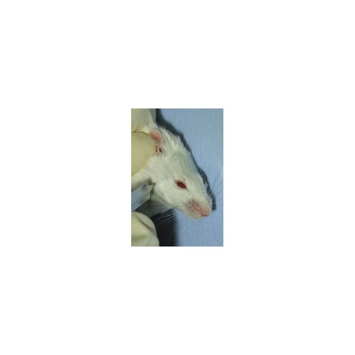 Lancette pour animaux GoldenRod